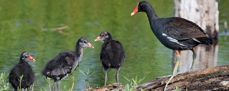 怎么养黑水鸡，要定期巡视养殖场所