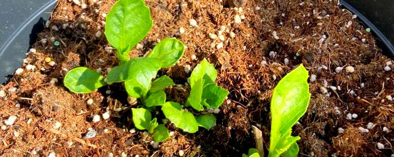 怎么种大丽花籽，一般在2-3月份播种