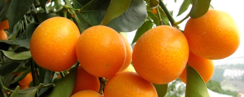 哪些橘子适合在北方种植，以金橘、脆皮金桔为宜