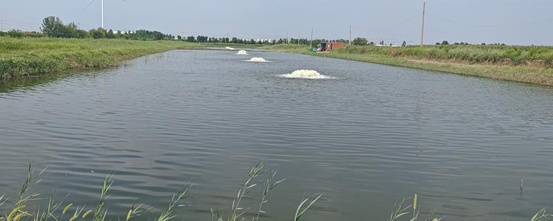 养虾怎样肥水，放苗前20天左右肥水为佳