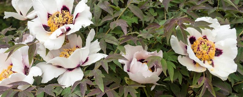 油牡丹与观赏牡丹有什么区别，株形、花色等方面都不同