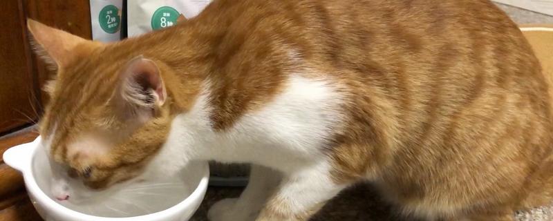 让猫咪多喝水的方法，要经常给猫咪换水