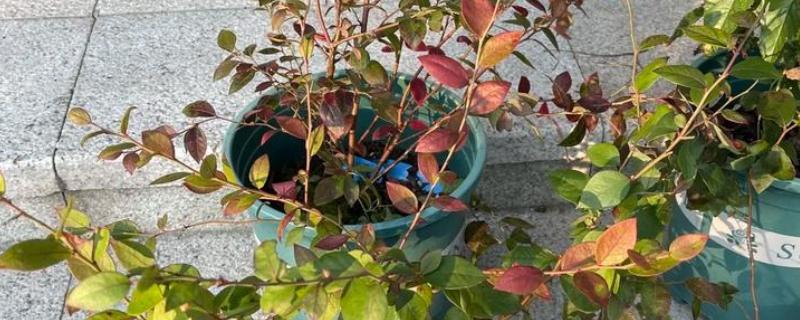 蓝莓叶片发红的原因，可能是缺乏氮元素