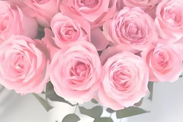 戴安娜玫瑰有什么花语,代表高贵优雅、幸福快乐等含义