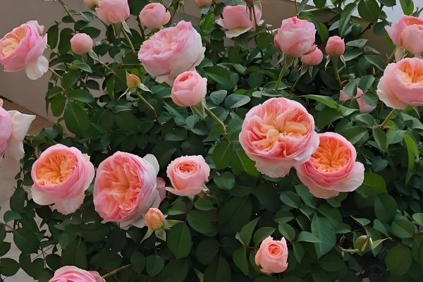 戴安娜玫瑰有什么花语,代表高贵优雅、幸福快乐等含义