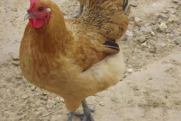 江汉鸡有什么优点，适应性强养殖难度低