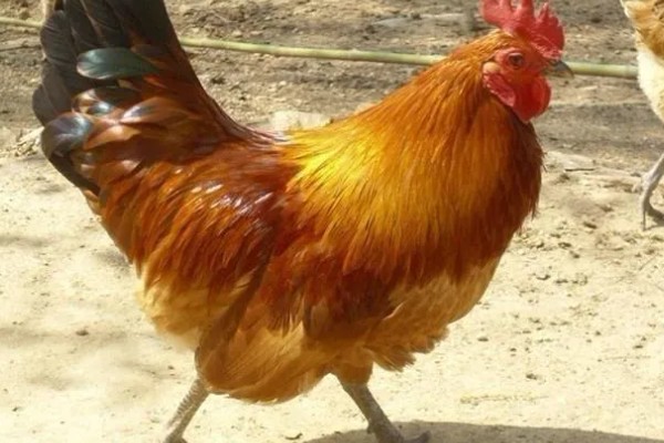 江汉鸡有什么优点，适应性强养殖难度低