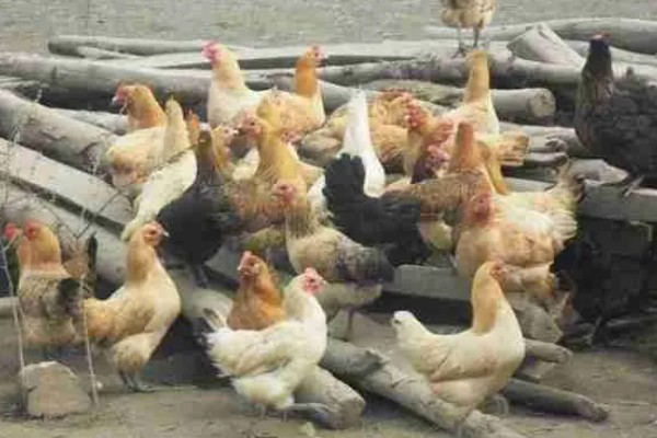 江汉鸡有什么优点，适应性强养殖难度低