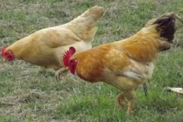 江汉鸡有什么优点，适应性强养殖难度低