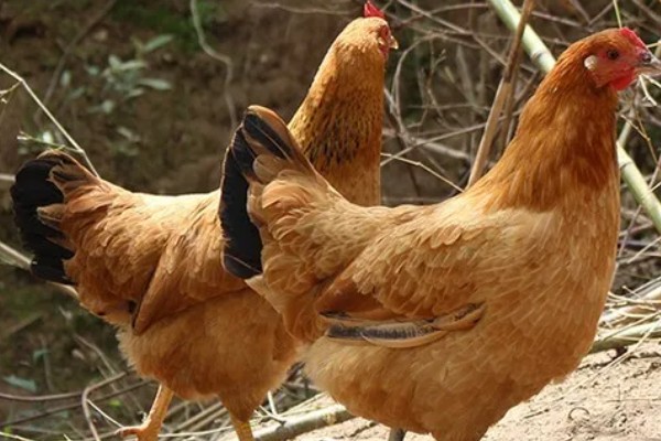 江汉鸡有什么优点，适应性强养殖难度低
