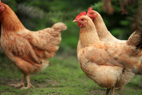 江汉鸡有什么优点，适应性强养殖难度低