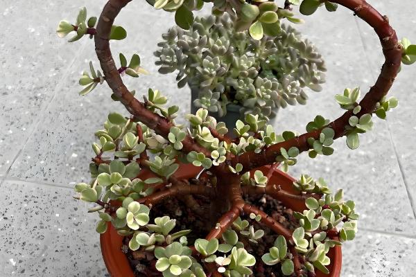 雅乐之舞掉叶如何处理，光照过强时需遮阴防晒