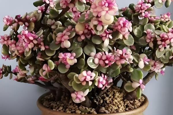 雅乐之舞掉叶如何处理，光照过强时需遮阴防晒