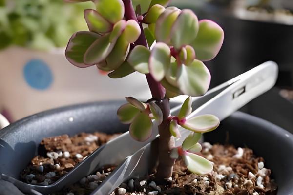 雅乐之舞掉叶如何处理，光照过强时需遮阴防晒