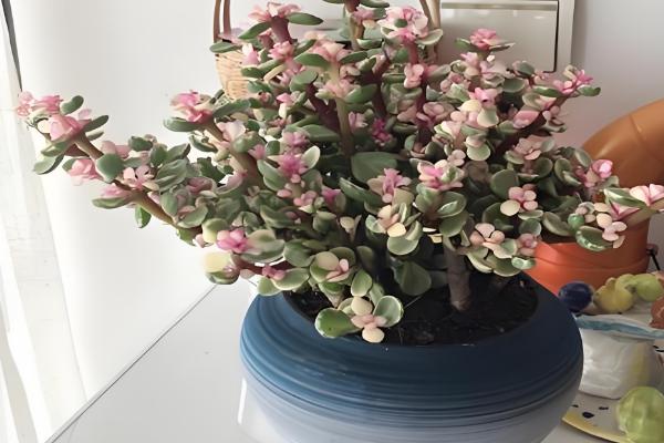 雅乐之舞掉叶如何处理，光照过强时需遮阴防晒