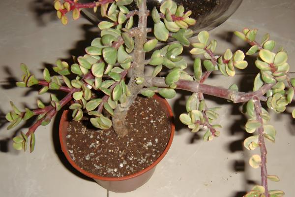 雅乐之舞掉叶如何处理，光照过强时需遮阴防晒