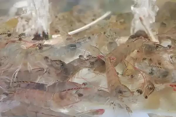 怎么养殖对虾,放苗后的半个月每天投喂4次