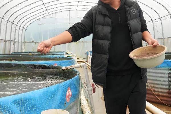 怎么养殖对虾,放苗后的半个月每天投喂4次