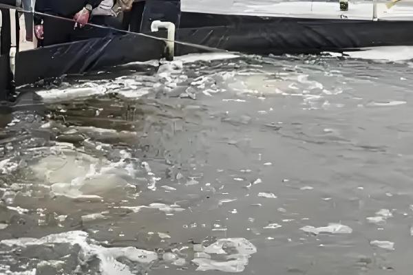 怎么养殖对虾,放苗后的半个月每天投喂4次