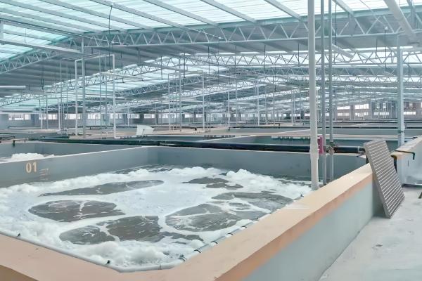 怎么养殖对虾,放苗后的半个月每天投喂4次