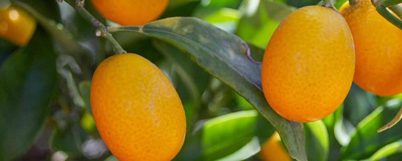 桂林盛产哪些水果，盛产金橘、芭蕉等
