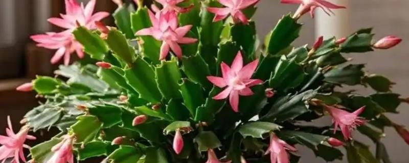夏天如何养护蟹爪兰，在休眠期不需要施肥
