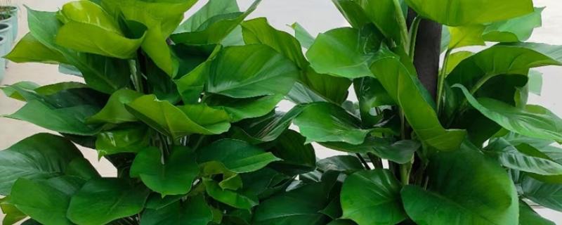 大叶绿萝中间的柱子是否要浇水，柱子吸水后可以为绿萝补充水分