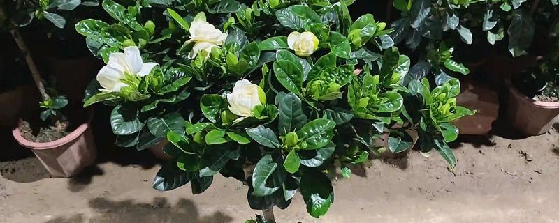 盆栽栀子花好不好养，盆栽栀子花很好养