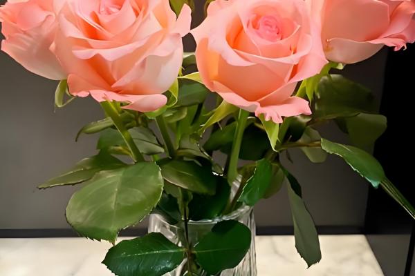 戴安娜玫瑰有什么花语,代表高贵优雅、幸福快乐等含义