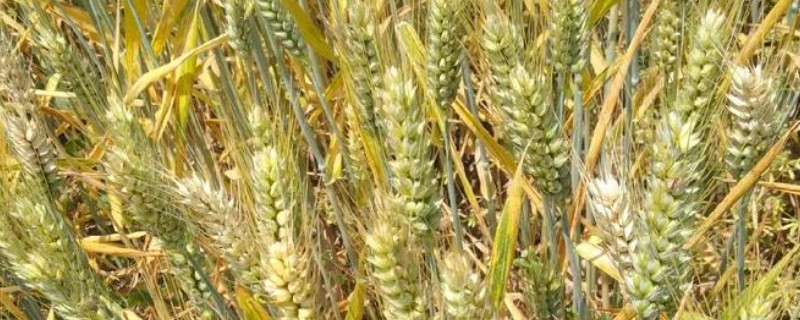 麦叶发黄的原因是什么，可能是播种时间较晚所致