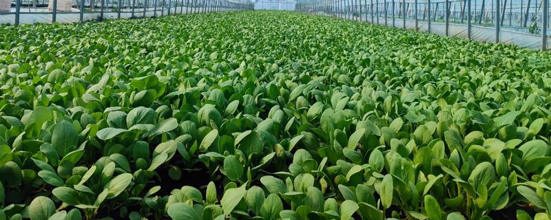 种植有机蔬菜的条件，必须符合农田灌溉水质标准