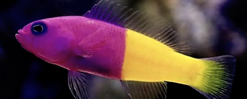 双色草莓鱼好不好养，与其它海水鱼相比，比较好养