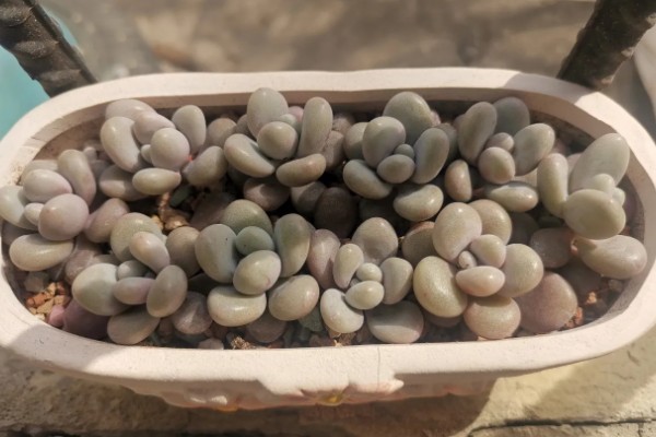 让桃蛋变红的方式，一定要保证充足的光照