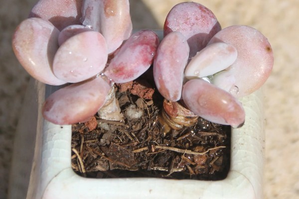 让桃蛋变红的方式，一定要保证充足的光照