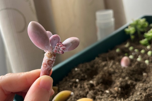 让桃蛋变红的方式，一定要保证充足的光照