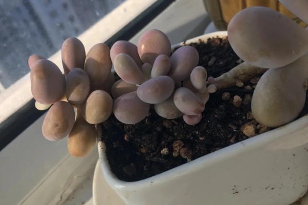 让桃蛋变红的方式，一定要保证充足的光照