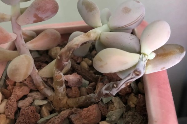 让桃蛋变红的方式，一定要保证充足的光照