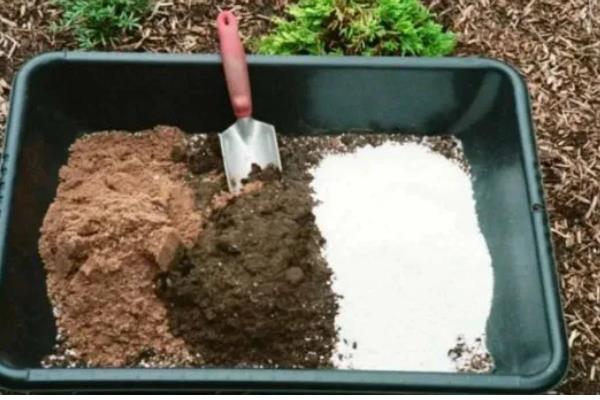 金鱼草的移栽方法,取出植株修剪根系并消毒后再换土重栽