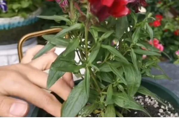 金鱼草的移栽方法,取出植株修剪根系并消毒后再换土重栽