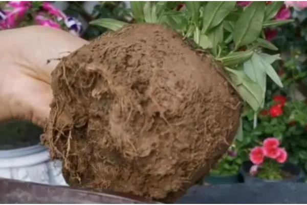 金鱼草的移栽方法,取出植株修剪根系并消毒后再换土重栽