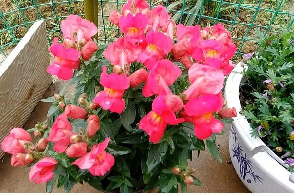 金鱼草的移栽方法,取出植株修剪根系并消毒后再换土重栽