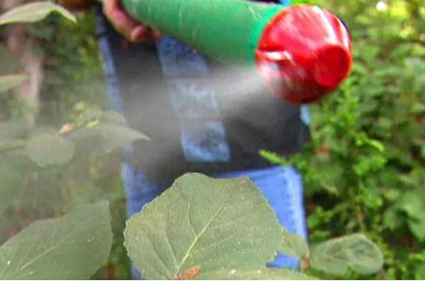 金鱼草的移栽方法,取出植株修剪根系并消毒后再换土重栽