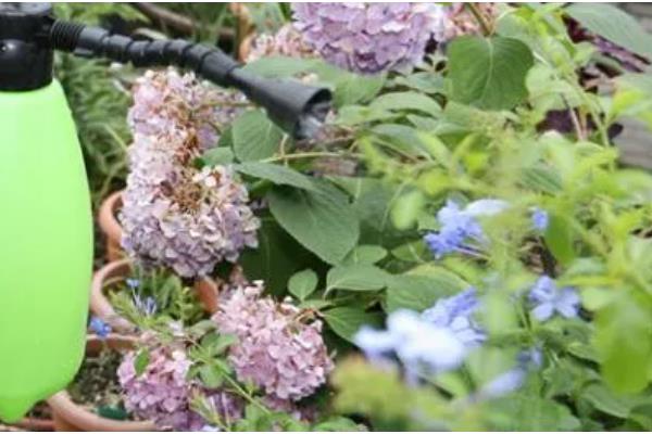 金鱼草的移栽方法,取出植株修剪根系并消毒后再换土重栽