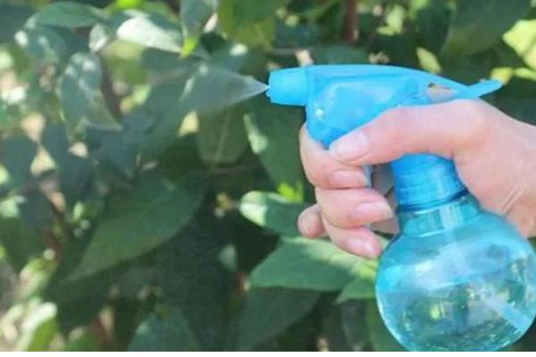 金鱼草的移栽方法,取出植株修剪根系并消毒后再换土重栽