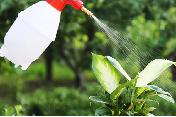 金鱼草的移栽方法,取出植株修剪根系并消毒后再换土重栽