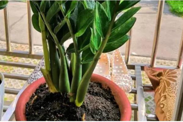 金钱树如何换盆，回填土时建议用湿土回填