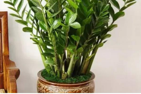 金钱树如何换盆，回填土时建议用湿土回填