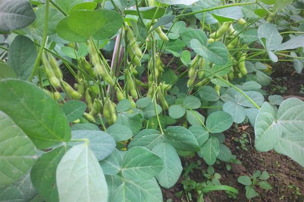 早毛豆怎么种植，初花期要摘心打顶