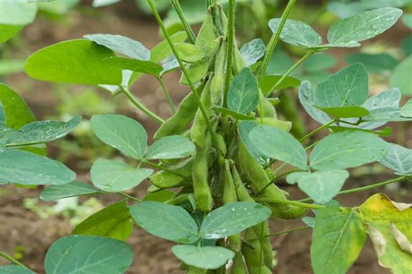 早毛豆怎么种植，初花期要摘心打顶