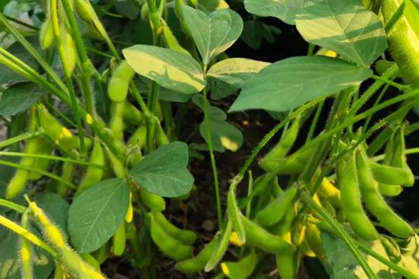 早毛豆怎么种植，初花期要摘心打顶